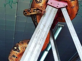 Venus, a 30-kilogram female red-tail boa constrictor is shown in this undated handout photo. Jenette Blanchard of the Wild World store on Humber Street in Corner Brook says the female red-tail boa constrictor was taken out of her enclosure by intruders. (THE CANADIAN PRESS/HO - Wild World, Jenette Blanchard)