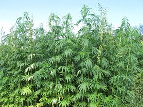 Towering hemp plants are shown in this file photo.