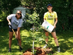 Participants in neighbourhood-based ReForest London pilot project plant a tree in London Ont. (File photo)