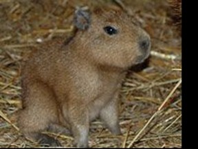 A capybara. (Supplied photo/Toronto Police)