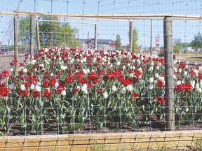 These red and white tulips were planted last fall in one of three new flower beds on the south side of town.