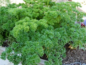 parsley