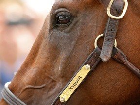 Kentucky Derby winner Nyquist stands outside the barn area while receiving a bath after a training session in preparation for the 141st Preakness Stakes at Pimlico Race Course in Baltimore on May 18, 2016. (Geoff Burke/USA TODAY Sports)