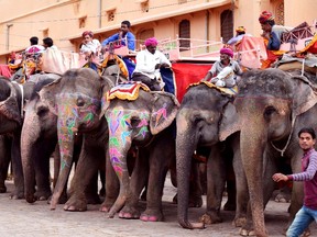 Dozens of elephants line up at the bottom of the hill to give tourists a ride up to Amber Palace in Jaipur, India. STEVE MACNAULL/Speical to Postmedia Network