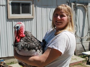 Sue Cristante holds her feisty yet friendly Chocolate turkey – the aptly named Cadbury. Cadbury will be making an appearance at the Sarnia Poultry Pigeon and Pet Stock Association's annual buy, sell and trade day on Sunday, May 29.
CARL HNATYSHYN/SARNIA THIS WEEK