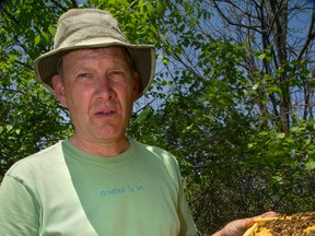 Belmont-area beekeeper Albert DeVries holds a frame of honeycomb from one of his 950 hives Tuesday. DeVries has seen an increase in bee deaths this planting season. (MIKE HENSEN, The London Free Press)