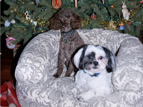 Oreo and Moka died in the blaze died in an intense, half-million-dollar house fire in Greely on  Tuesday, May 24, 2016, breaking the hearts of owners Cynthia Schoppmann and Jean-Marc Cousineau. (Family photo)