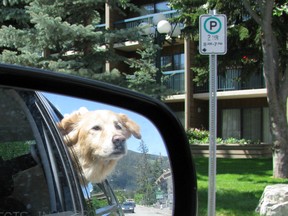It’s that time of the year again when pet owners are being cautioned about leaving their dogs in an unattended vehicle. The OSPCA run a No Hot Pets campaign to help educate the public about the dangers of leaving pets unattended in vehicles.
HANDOUT