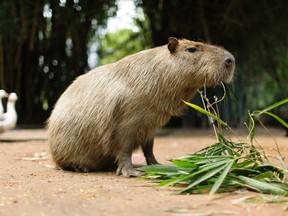 A capybara eats a plant at a zoo in Asuncion, Paraguay. The hunt continues for one of the large rodents that escaped the High Park Zoo. (THE CANADIAN PRESS)