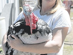 Sue Cristante holds her feisty yet friendly Chocolate turkey – the aptly named Cadbury. Cadbury will be making an appearance at the Sarnia Poultry Pigeon and Pet Stock Association's annual buy, sell and trade day on May 29. (Carl Hnatyshyn/Postmedia Network)