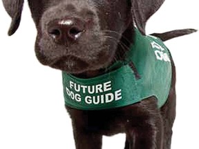 Dog guides cost around $25,000 a pup for training.