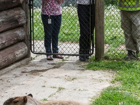 Mayor John Tory and Councillor Sarah Doucette take a look at Chewie, the capybara that didn't escape from the High Park Zoo, Wednesday May 25, 2016. (Craig Robertson/Toronto Sun)