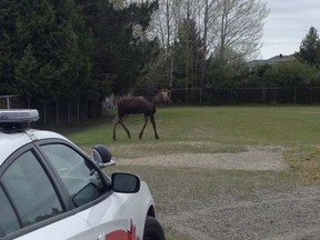 A moose visited a Hanmer school on Wednesday.