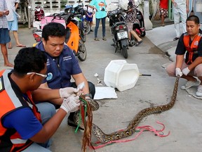 In this image made from video, rescue workers prepare to remove a python after they released it from a toilet outside a house in Chachoengsao, 90 km east of the capital Bangkok, Wednesday, May 25, 2016.  (BBTV CH7 Thailand via AP)