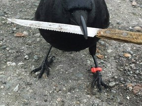 A well-known Vancouver bird is again in the news, as it moved a survival knife involved at a crime scene in Vancouver on May 25, 2016. Canuck the Crow, seen in this undated handout photo from the bird's Facebook page, is holding a kitchen knife. THE CANADIAN PRESS/HO-Facebook, The Crow and I