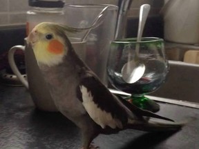 Clyde the cockatiel flew away from his Nepean home last Friday. (Facebook photo)