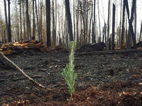 Darren Anderson, a 15-year firefighter with Strathcona County Emergency Services, planted a sapling in Fort McMurray, as a favour for his daughter. Instead, it’s becoming a symbol of hope for thousands of the city’s displaced. PHOTO SUPPLIED