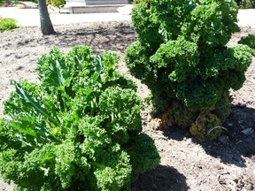 Kale growing in John DeGroot’s yard. The gardening expert says most vegetables don’t do well in the shade and need sunlight to thrive and mature… although there are some exceptions, but they are few and far between. (John DeGroot photo)