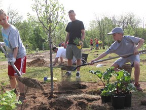 Bluewater Cubs Adam Voisey, left, and James Parco, dig holes for rhubarb and other plants at the base of a newly planted pear tree Saturday in Mike Weir Park. They and others were planting 40 fruit trees to help supply the Inn of the Good Shepherd's Mobile Market program. Looking on is Voisey's father Mike. Tyler Kula/Sarnia Observer/Postmedia Network