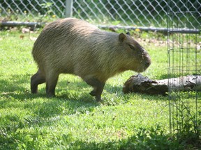 One of three capybaras belonging to Toronto's High Park Zoo takes in some sunshine Saturday May 28, 2016. His other two companions are on the lam. (Terry Davidson/Toronto Sun)