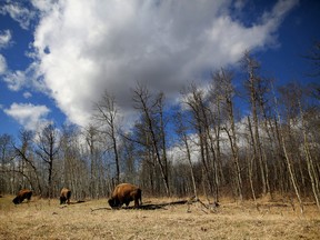 Plains bison at Elk Island National Park. 87 bison yearlings are being transferred to the Blackfeet Nation in Montana on Sunday April 3, 2016. Leah Hennel/Postmedia