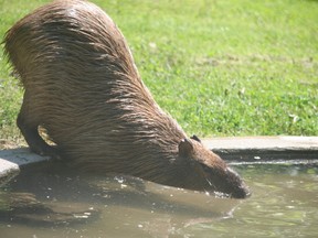 The one remaining capybara at Toronto's High Park Zoo takes in some sunshine Saturday, May 28, 2016. Terry Davidson/Toronto Sun/Postmedia Network