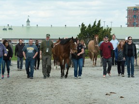 Members of the Groom Elite Program take stroll down the track at Woodbine Racetrack. Friday they became the first class to graduate from the program. Last year there were 70 openings for grooms unfilled at Woodbine. (Michael Burns/photo)