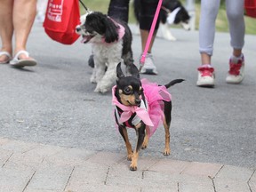 Tiny, a recently rescued dog, leads the pack during the Pet Save A New Leash On Life Walkathon in Bell Park in Sudbury, Ont. on Sunday May 29, 2016. The event featured many dog friendly activities including weiner bobbing, food, cooling pools for the dogs and more. Gino Donato/Sudbury Star/Postmedia Network