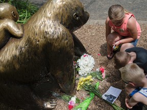 Children pause at the feet of a gorilla statue where flowers and a sympathy card have been placed, outside the Gorilla World exhibit at the Cincinnati Zoo & Botanical Garden, Sunday, May 29, 2016, in Cincinnati. On Saturday, a special zoo response team shot and killed Harambe, a 17-year-old gorilla, that grabbed and dragged a 4-year-old boy who fell into the gorilla exhibit moat. Authorities said the boy is expected to recover. He was taken to Cincinnati Children's Hospital Medical Center. (AP Photo/John Minchillo)