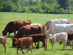 Cows graze in a field in Ontario. (Postmedia Network/File)