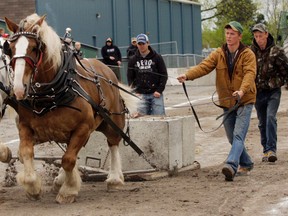 Intelligencer file photo
Kenny Uens of Thomasburg, Ont. competes with horses Doc and Dixie at the second-annual Pullin' for a Cure competition at the Quinte Exhibition and Raceway.