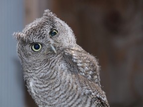 The Eastern Screech Owl (Photo courtesy Brian Salt)