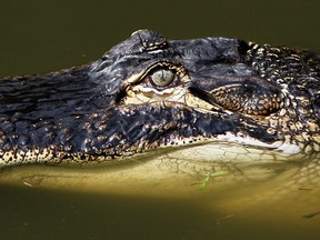 A female alligator sits motionless in a pond at Alligator Adventure in Myrtle Beach, S.C., in this Aug. 25, 2015 file photo. (Janet Blackmon Morgan/The Sun News via AP)