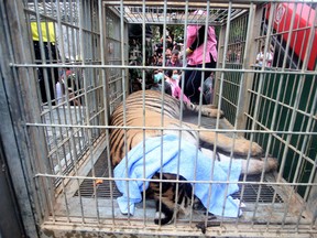 In this Monday May 30, 2016 photo, a sedated tiger lies in a cage at the "Tiger Temple" in Saiyok district in Kanchanaburi province, west of Bangkok, Thailand.  Wildlife officials in Thailand on Monday began removing some of the 137 tigers held at a Buddhist temple following accusations that the monks were involved in illegal breeding and trafficking of the animals. (AP Photo)