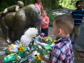 A boy brings flowers to put beside a statue of a gorilla outside the shuttered Gorilla World exhibit at the Cincinnati Zoo & Botanical Garden, Monday, May 30, 2016, in Cincinnati. A gorilla named Harambe was killed by a special zoo response team on Saturday after a three-year-old boy slipped into an exhibit and it was concluded his life was in danger. (AP Photo/John Minchillo)