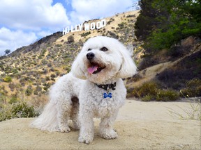 Travel writer Steve MacNaull's dog, Benji, poses with the Hollywood sign in the background during a recent trek in the Hollywood Hills. STEVE MACNAULL/Special to Postmedia Network