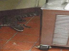 This Oct. 12, 2015 photo provided by the Florida Fish and Wildlife Conservation Commission shows an alligator in the kitchen of a Wendy's Restaurant in Loxahatchee, Fla. Florida wildlife officials say that 24-year-old Joshua James threw a 3.5-foot alligator through a fast-food restaurant's drive-thru window and was charged with assault with a deadly weapon. (Florida Fish and Wildlife Conservation Commission via AP)