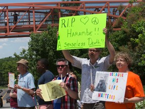 Zoo visitors look at protestors and mourners from a walk bridge during a vigil for the gorilla Harambe outside the Cincinnati Zoo & Botanical Garden, Monday, May 30, 2016, in Cincinnati. Harambe was killed Saturday at the Cincinnati Zoo after a 4-year-old boy slipped into an exhibit and a special zoo response team concluded his life was in danger. (AP Photo/John Minchillo)