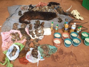 In this photo released by the Department of National Parks, Wildlife and Plant Conservation, the remains of tiger cubs and a bear are laid out at the "Tiger Temple" in Saiyok district in Kanchanaburi province, west of Bangkok, Thailand, Wednesday, June 1, 2016. A Thai national parks official says authorities have found 40 dead tiger cubs in a freezer at a Buddhist temple that operated as an admission-charging zoo.(Department of National Parks, Wildlife and Plant Conservation via AP)