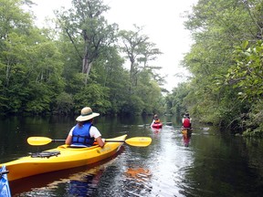 This undated photo provided by Black River Outdoors Center shows kayakers entering a cypress swamp on the Waccamaw River in South Carolina. Kayak trips through the swamp offer quiet natural surroundings and a tranquil contrast to busy nearby Myrtle Beach. (Black River Outdoors Center via AP)