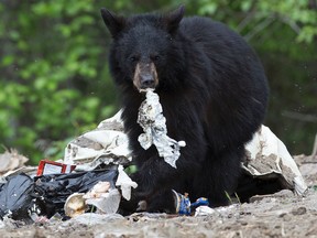 A black bear forages for food on the Fort McMurray First Nation Reserve Alta. on Wednesday June 1, 2016. DAVID BLOOM/Postmedia Network