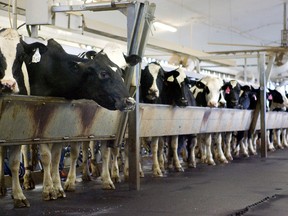 Cows attached to milker units at the London Dairy Farm in  London, Ont., in this file photo. (DEREK RUTTAN/File photo/Postmedia Network)