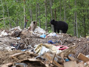 A black bear forages for food on the Fort McMurray First Nation Reserve Alta. on Wednesday June 1, 2016. Reserve staff went in and cleared all of the spoiled food from homes before residents returned. The spot where the spoiled food was dumped is where the bear was spotted. DAVID BLOOM/Postmedia Network