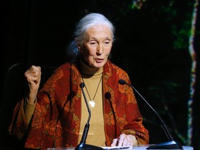 In this Dec. 7, 2015, file photo, primatologist and conservationist Jane Goodall delivers her speech during The Equator Prize Award ceremony at Theatre Mogador, in Paris. In an e-mail dated May 29, 2016, and released by the Jane Goodall Institute, Goodall tells the director of the Cincinnati Zoo that she feels sorry for him following the May 28 shooting of a gorilla in an effort to protect a small child. (AP Photo/Francois Mori, File)