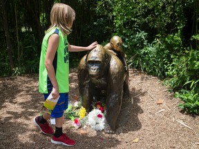 In this Sunday, May 29, 2016 file photo, a child touches the head of a gorilla statue where flowers have been placed outside the Gorilla World exhibit at the Cincinnati Zoo & Botanical Garden. On May 28, 2016, a western lowland gorilla was fatally shot to protect a 3-year-old boy who had entered its exhibit. (AP Photo/John Minchillo, File)