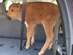 This bison calf, which tourists drove to a ranger station in Yellowstone National Park because they thought it looked cold, was rejected by its herd and had to be euthanized. (Handout photo)