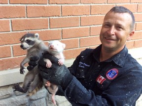 Wildlife removal expert Louis LaRose, from A-1 Checkmate Wildlife Removal, holds a rare albino raccoon and one of its siblings found in a Richmond Hill home's attic.