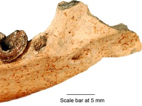 This undated photo provided by the U.S. National Park Service Hagerman Fossil Beds National Monument, shows the jawbone of an extinct otter which has been named Lontra weiri. Self-described Deadhead Kari Prassack, an NPS paleontologist and Grateful Dead fan, has been credited with identifying an extinct species of otter found in south-central Idaho and named it after the band's guitarist. (Kari Prassack Ph.D./U.S. National Park Service via AP)