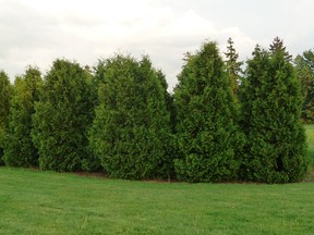 Mature black cedars. Garden expert John DeGroot writes that cedars get a bad rap for attracting mosquitos mostly because native cedars thrive in low-lying areas – the same areas that mosquitos love.
JOHN DEGROOT/SARNIA OBSERVER/POSTMEDIA NETWORK