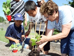 Theryn Gunner, 8, and Trevin Gunner, 9, transplant a bean plant into a garden box with help from master gardener Linda Hachez at the grand opening of Better Beginnings Better Futures' Spirit Garden on Saturday. Ben Leeson/The Sudbury Star/Postmedia Network